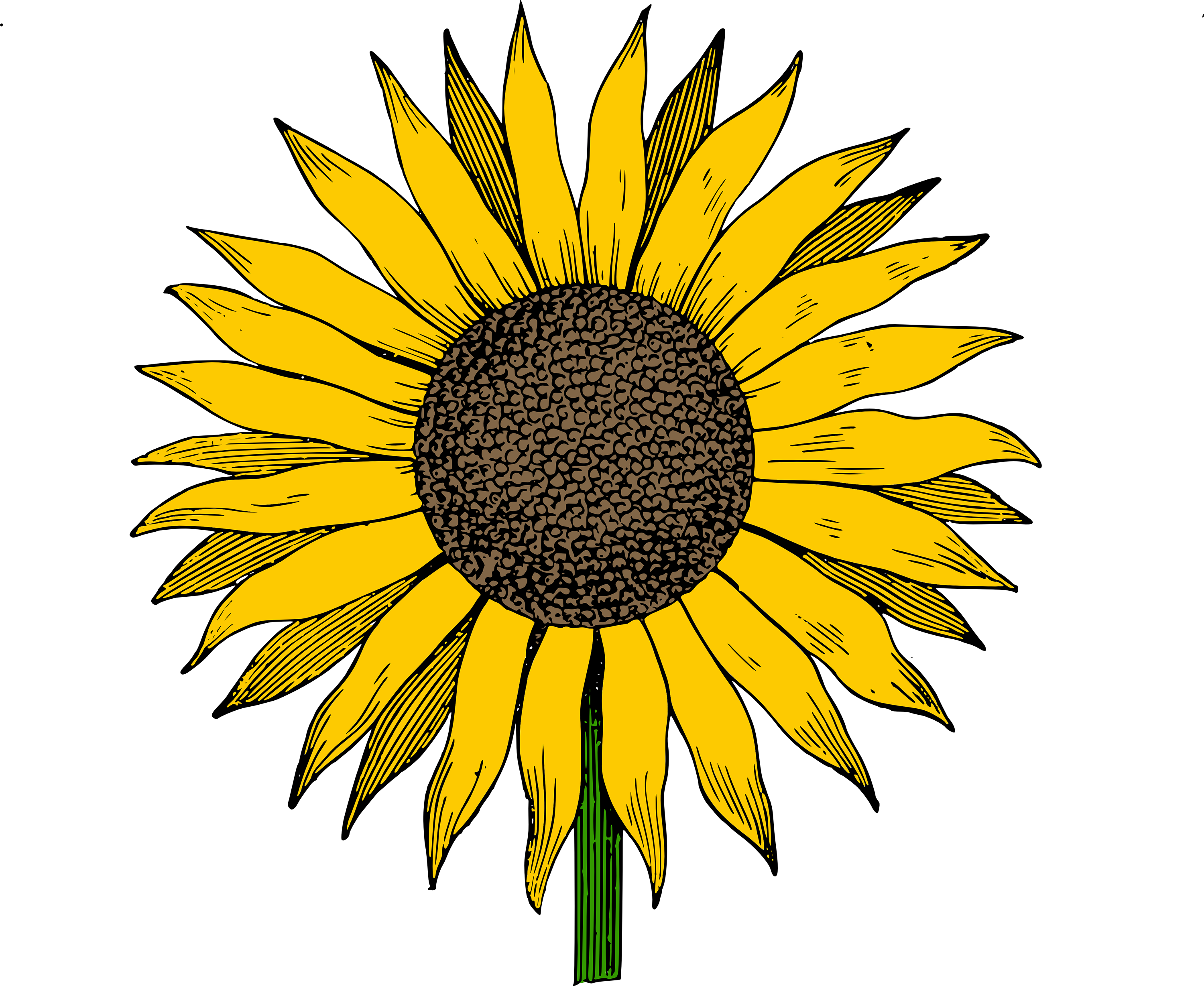 Sunflower Clip Art Free Download Transparent Sunflowers - Black And Whi...