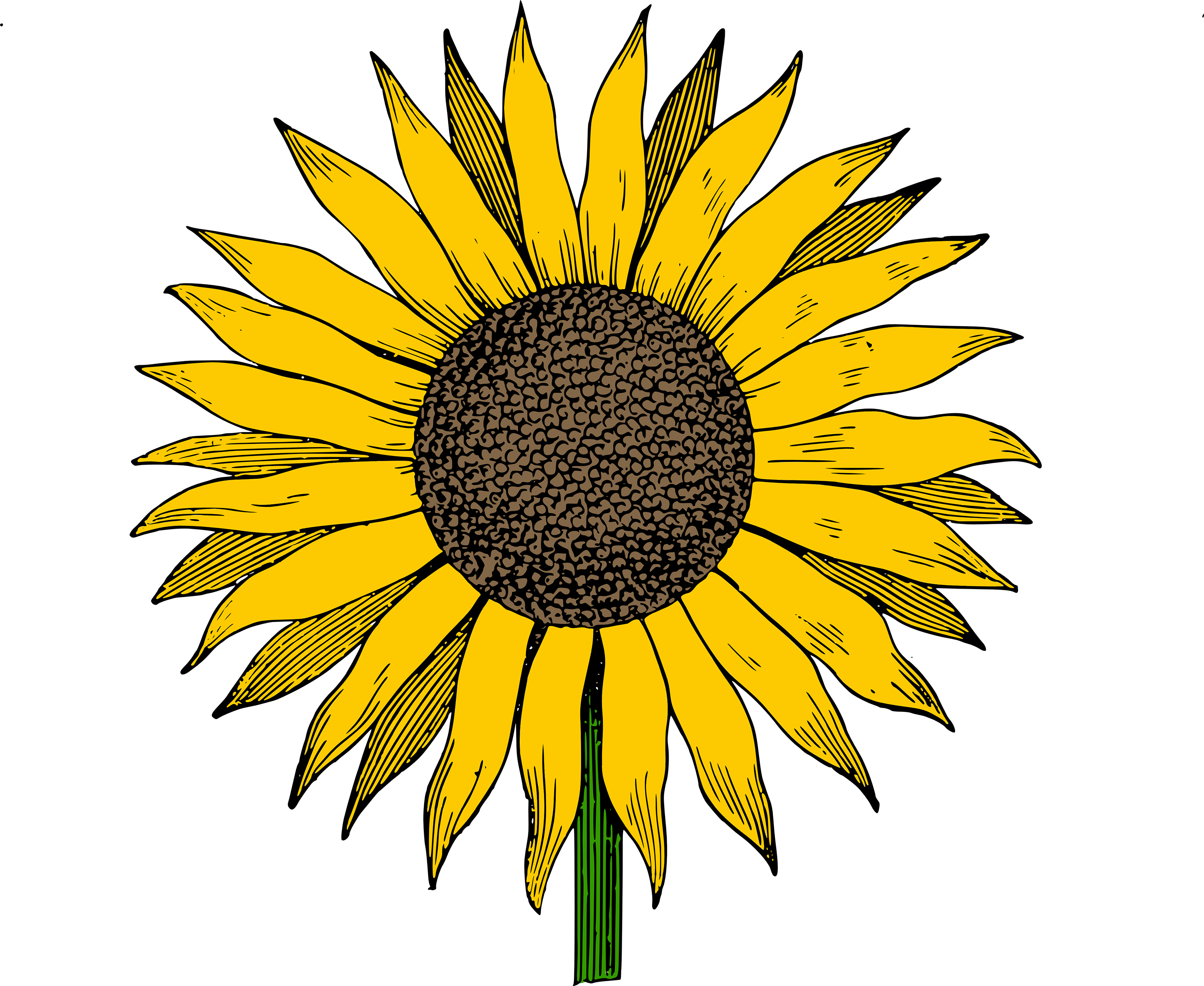 Sunflower Clip Art Free Download Transparent Sunflowers - Black And White Sunflower Clipart Png (3000x2457)