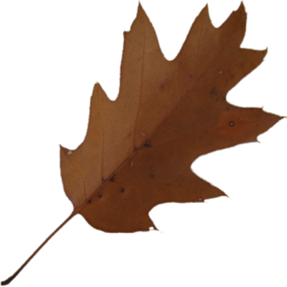 Brown Maple Leaf Clip Art At Clker - Brown Leaf (420x420)