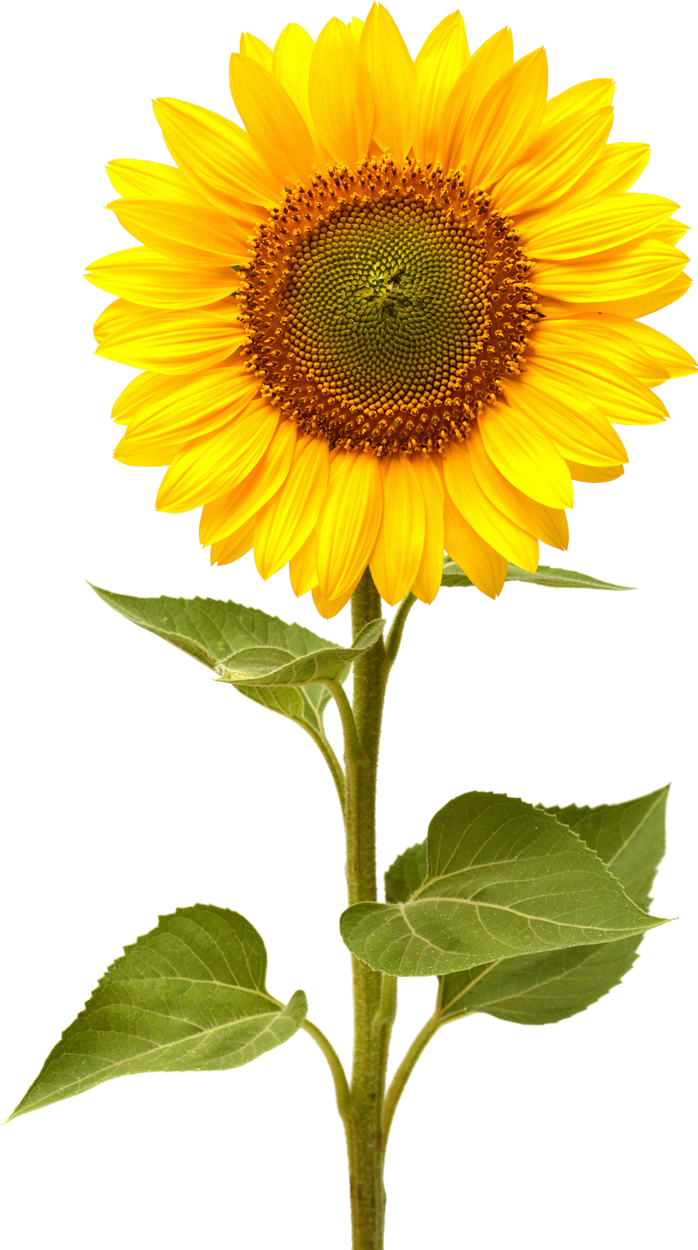 Sunflower Png - Life Cycle Of A Sunflower By Grace Jones (978x1751)