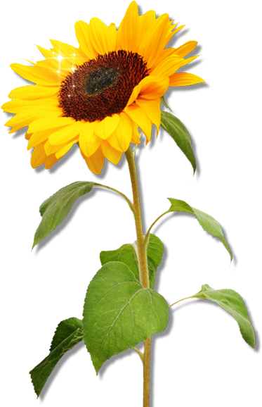 Vitafarm D - O - O - - Vitafarm D - O - O - - Sunflower - Real Sunflower Png (559x859)