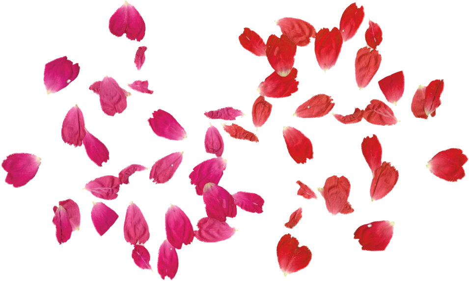 Falling Rose Leaves Png Transparent Free By Theartist100 - Rose Leaves Png (1024x576)
