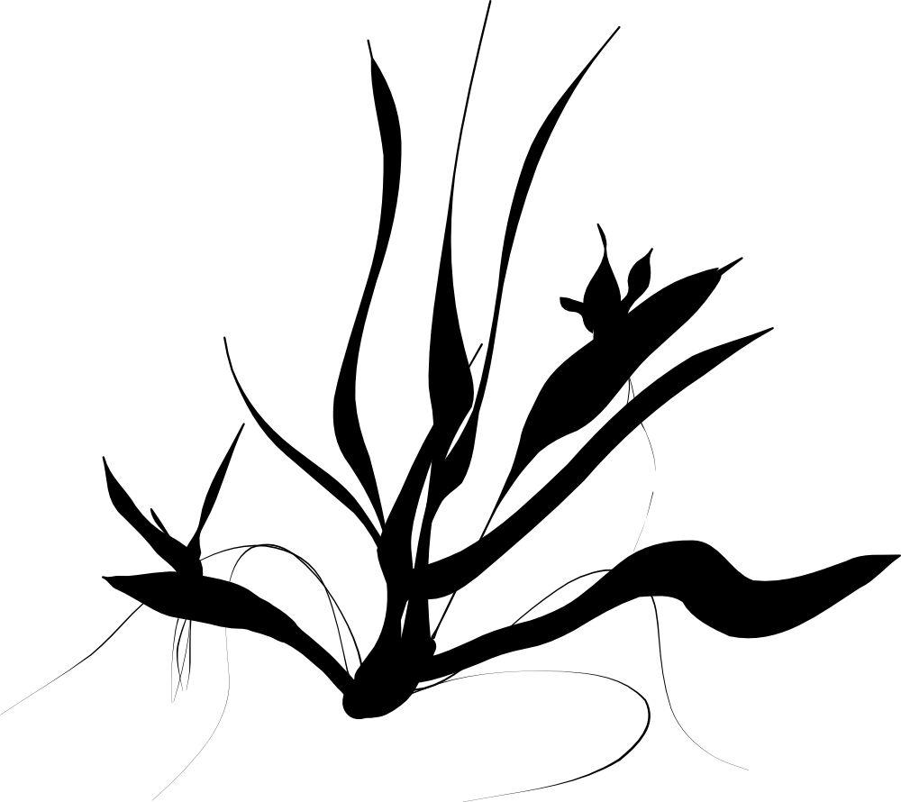 Java Ferns - Java Für Einsteiger, 1 (1000x890)