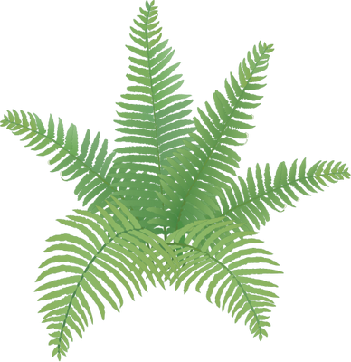 Lantana Camara L - Fern Plant Drawing (388x400)