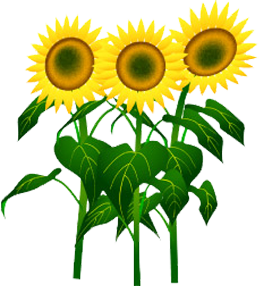 Common Sunflower Cartoon Sunflower Seed - 夏 の 花 イラスト 無料 (535x589)