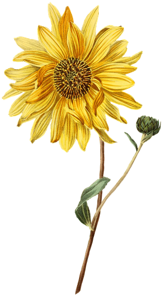 Vintage Sunflower Cliparts 4, Buy Clip Art - Inspire Positive Soul Sensations 2018 (417x720)