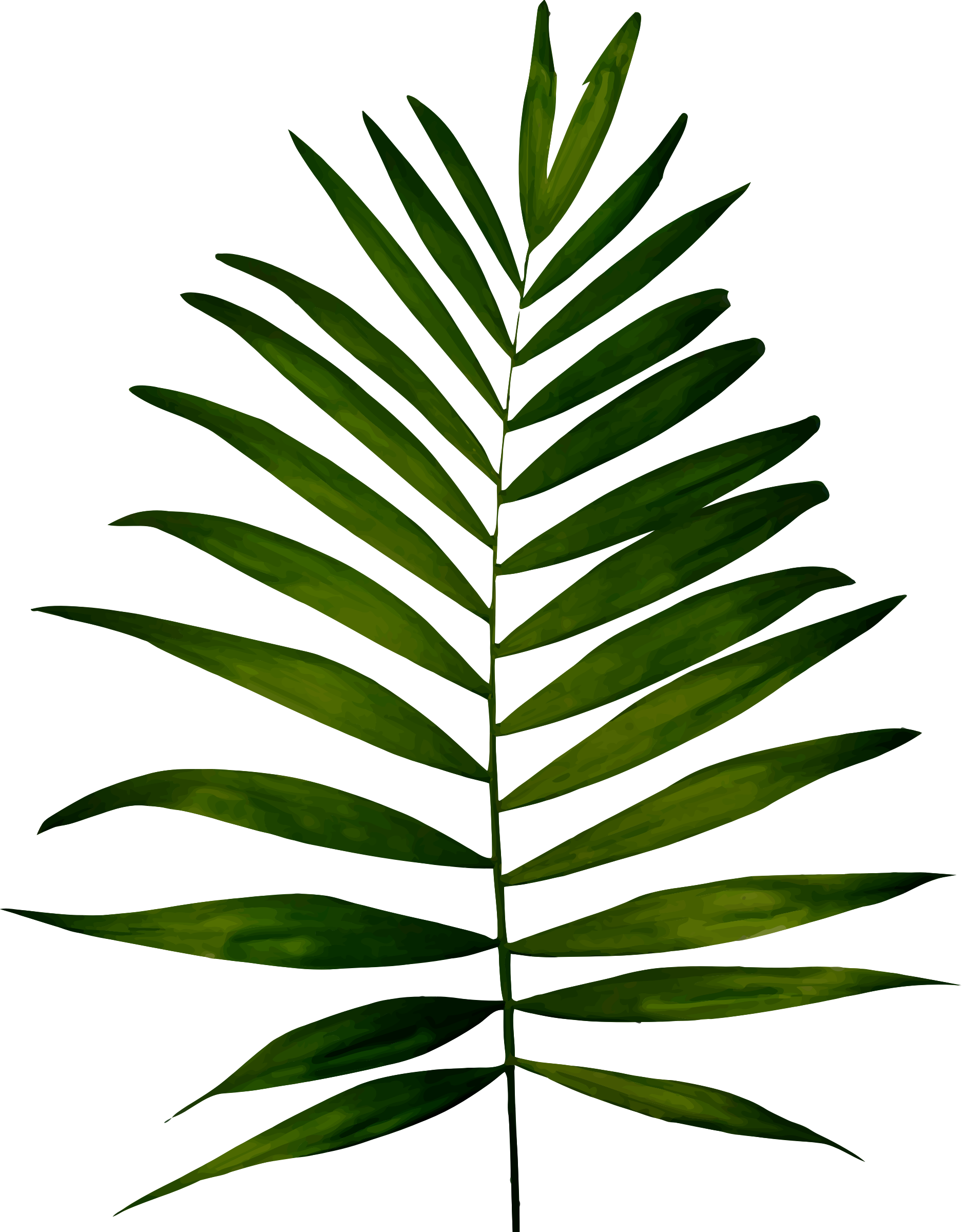 Big Image - Fern Clipart (1874x2400)