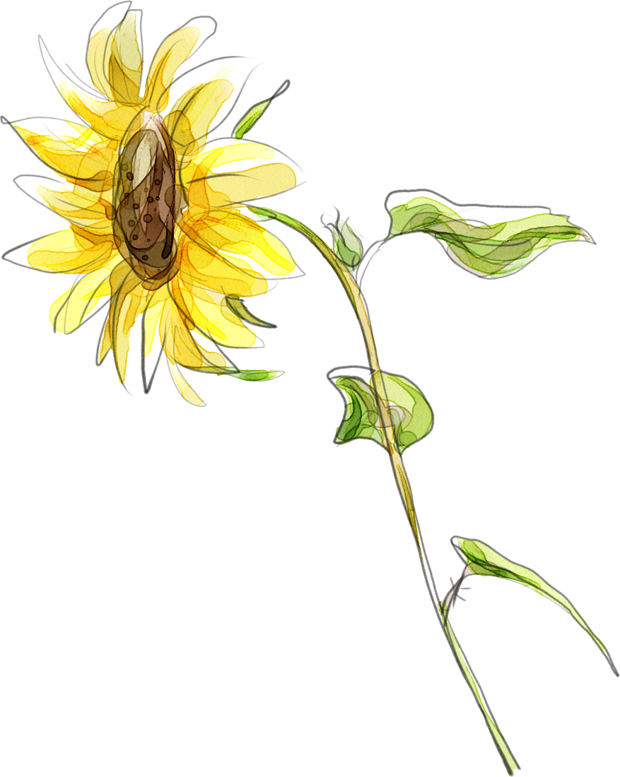 Common Sunflower Cartoon Illustration - Flower (877x1100)