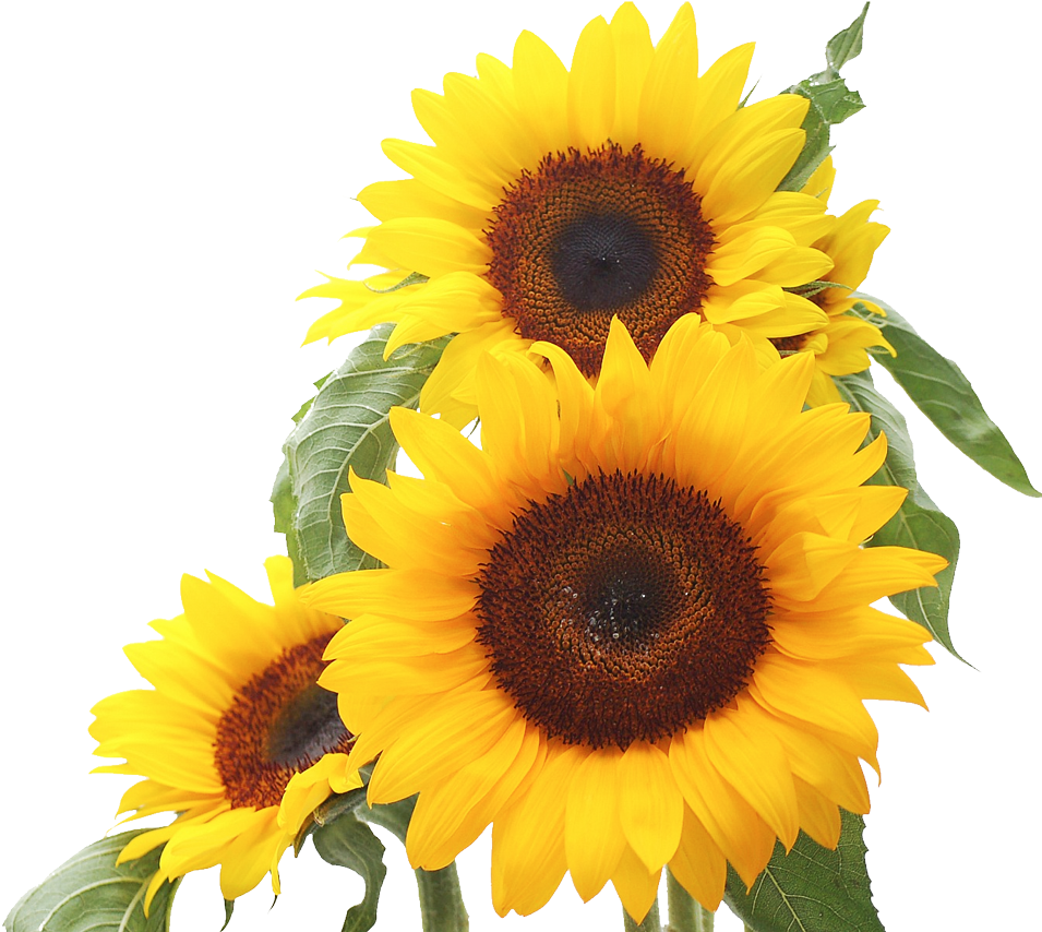 Best 25 Sunflower Clipart Ideas On Mzayat - Proverbs 3 5 6 Niv (973x900)