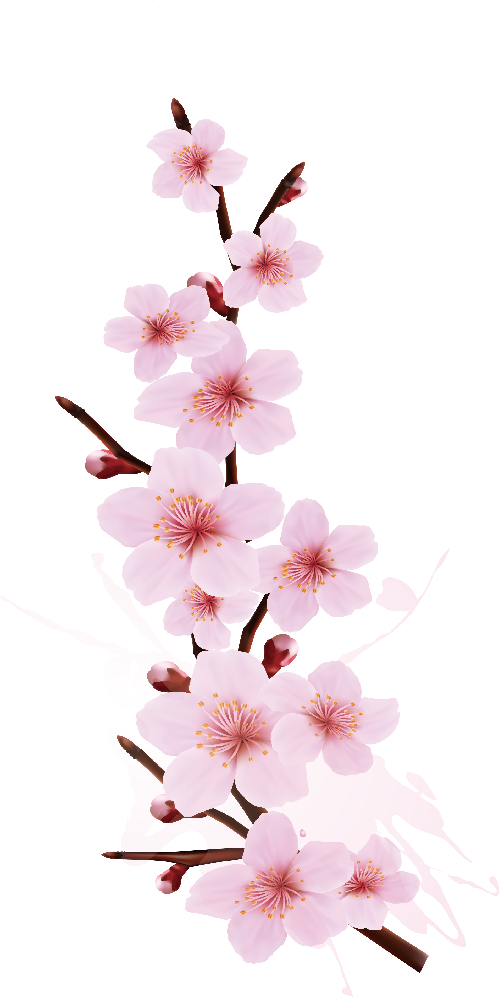 Cherry Blossom Branch Tree Smudge Splash Cherry Design - Cherry Blossom Branch Tree Smudge Splash Cherry Design (2212x3919)
