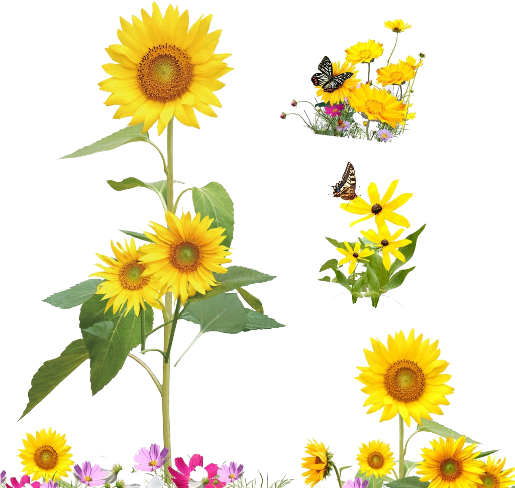 Common Sunflower Cartoon Illustration Yellow Sunflowers - Sodial Sunshine Sunflower Butterfly Dancing In Summer (1024x988)