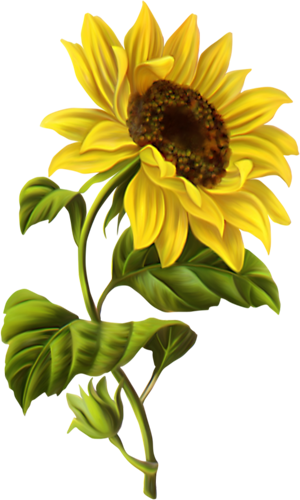 Sunflower - Sunflower Drawing (300x500)