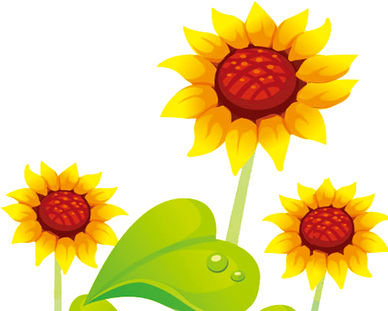 Common Sunflower Cartoon - Common Sunflower Cartoon (1417x1417)