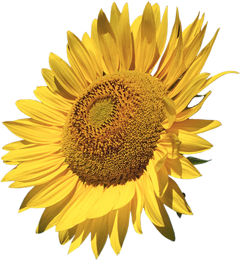 Sunflower Clipart - Sunflowers Calendar 2018: 16 Month Calendar (515x587)