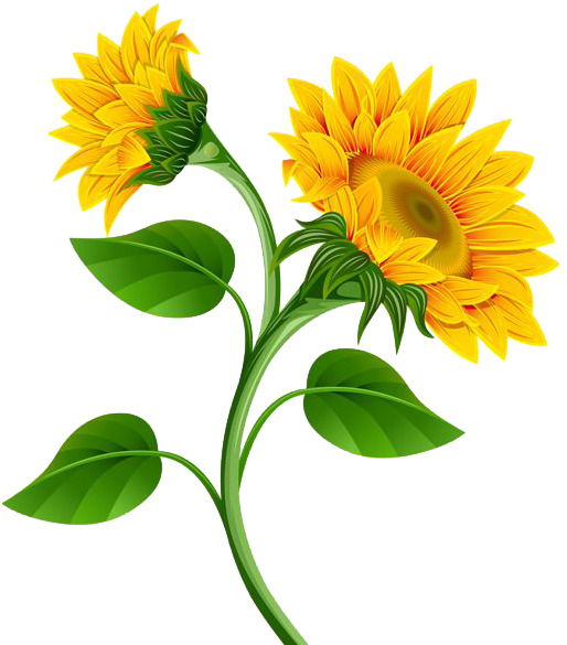 Sunflower Png Photo - Sunflower Border (1024x1144)