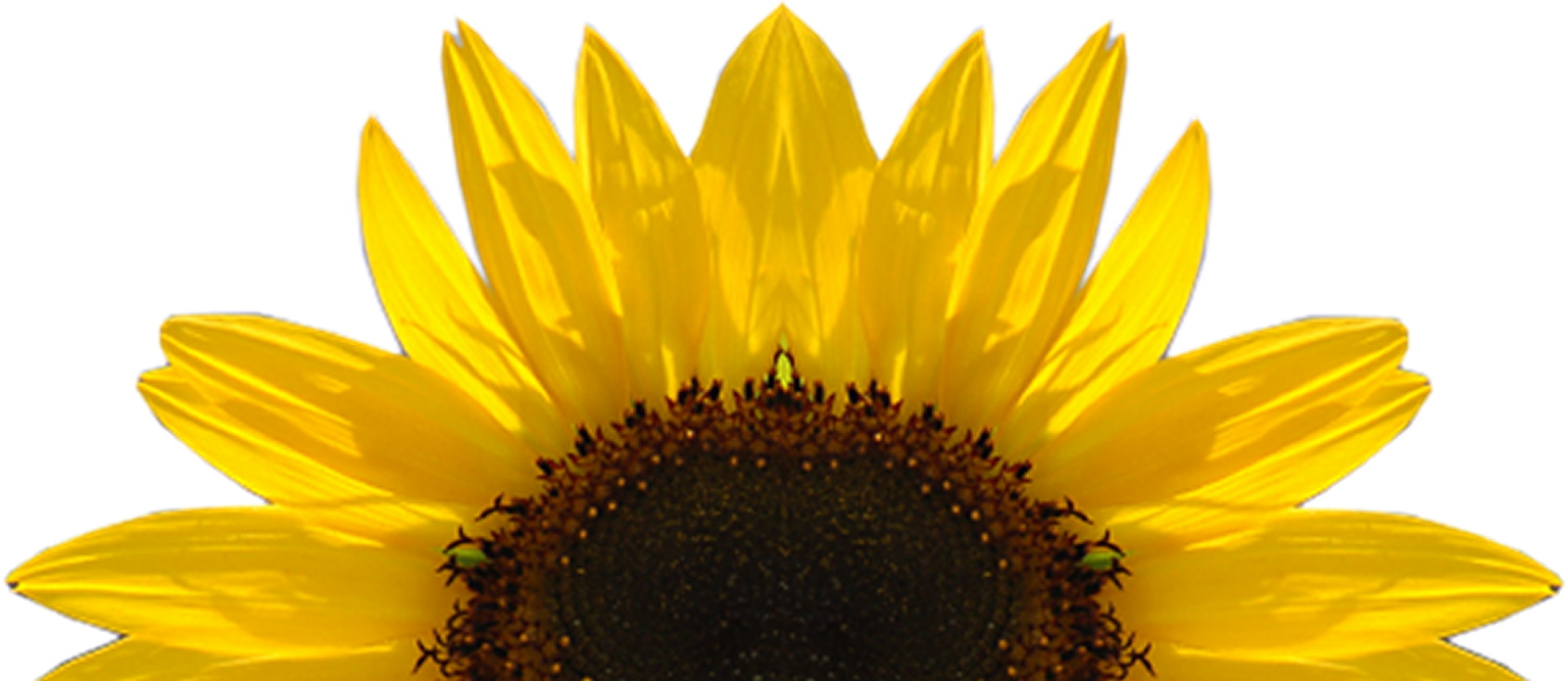 Sunflower Free Sunflower Clipart Half Pencil And In - Key Cutting Board Kess Inhouse (1600x695)
