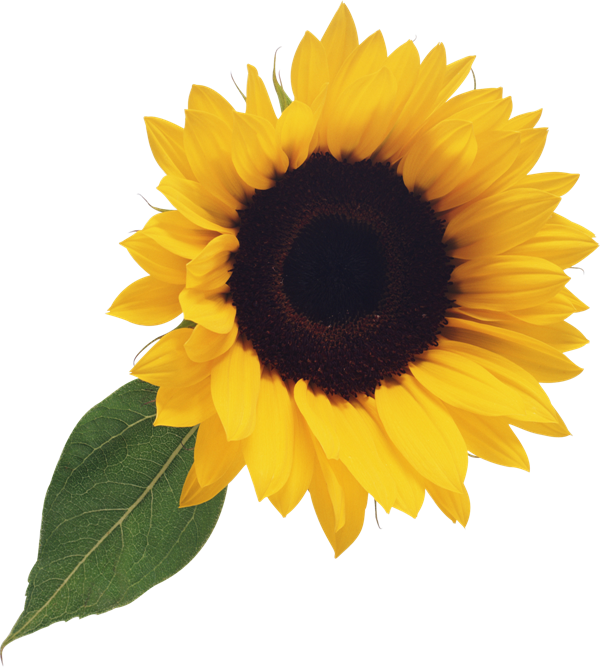 Free Sunflower Clipart Png - Sunflower Png (600x667)