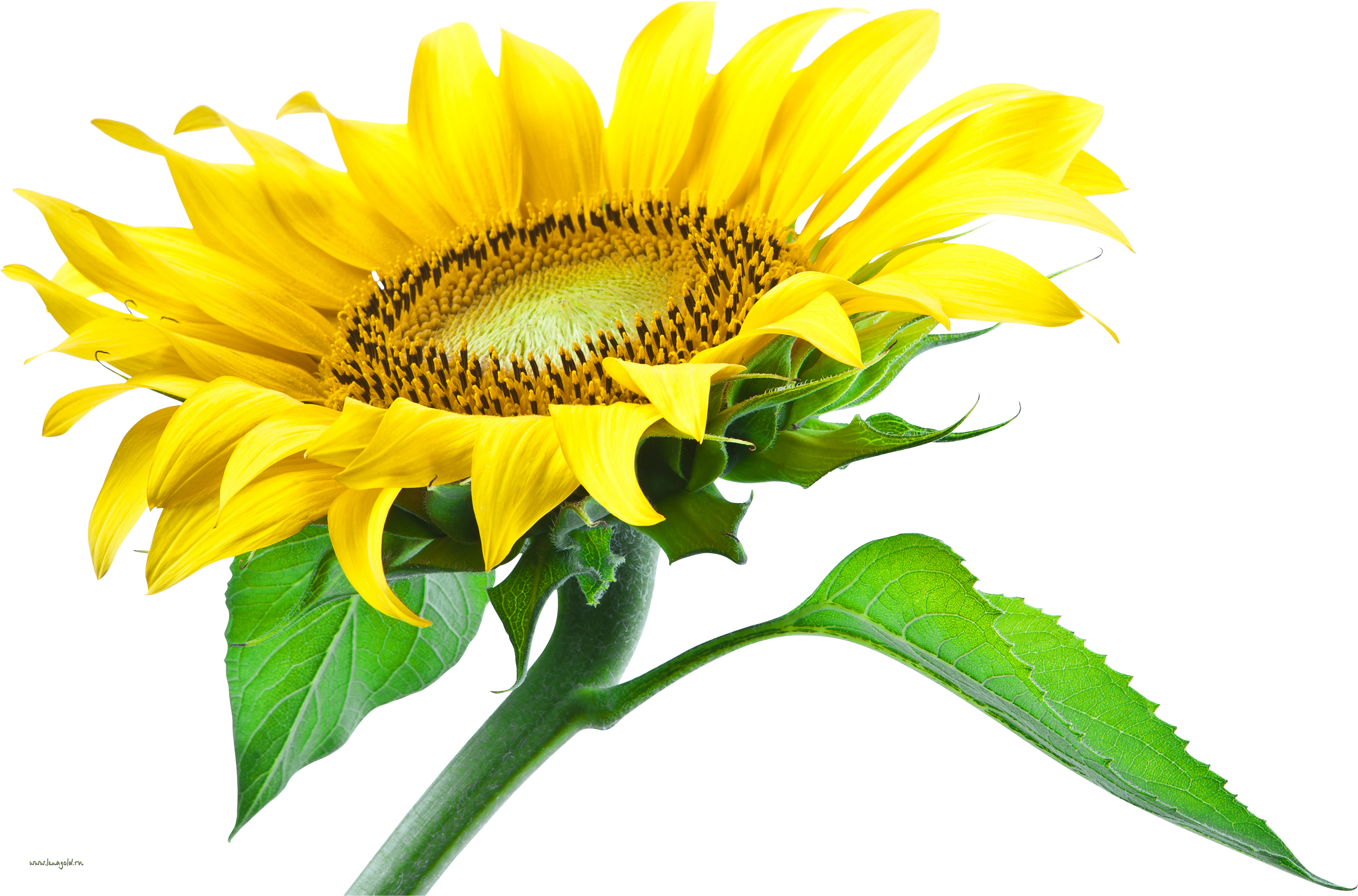 Sun Flower Png Hd (5324x3515)