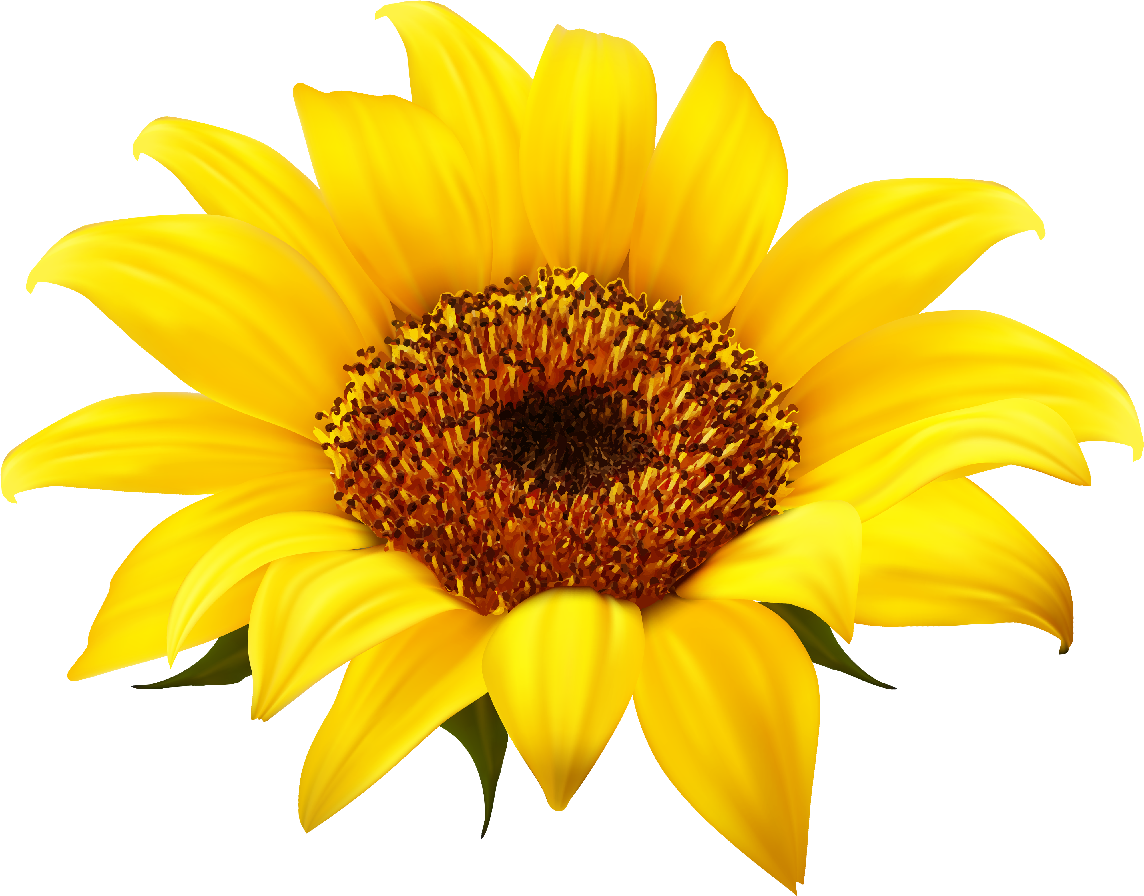 Sunflower Png Clipart - Sunflower Clipart Free (4154x3264)