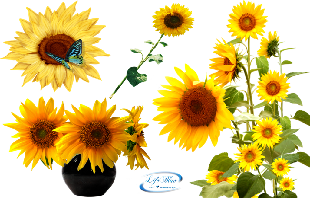 Sunflower Transparent Background Png - Sunflowers Png (1024x656)