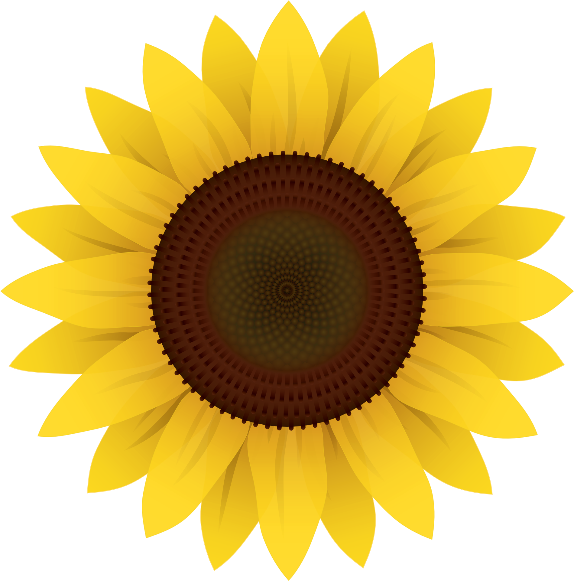 Download Free Printable Clipart And Coloring Pages - Sunflower On White Background (2000x2000)