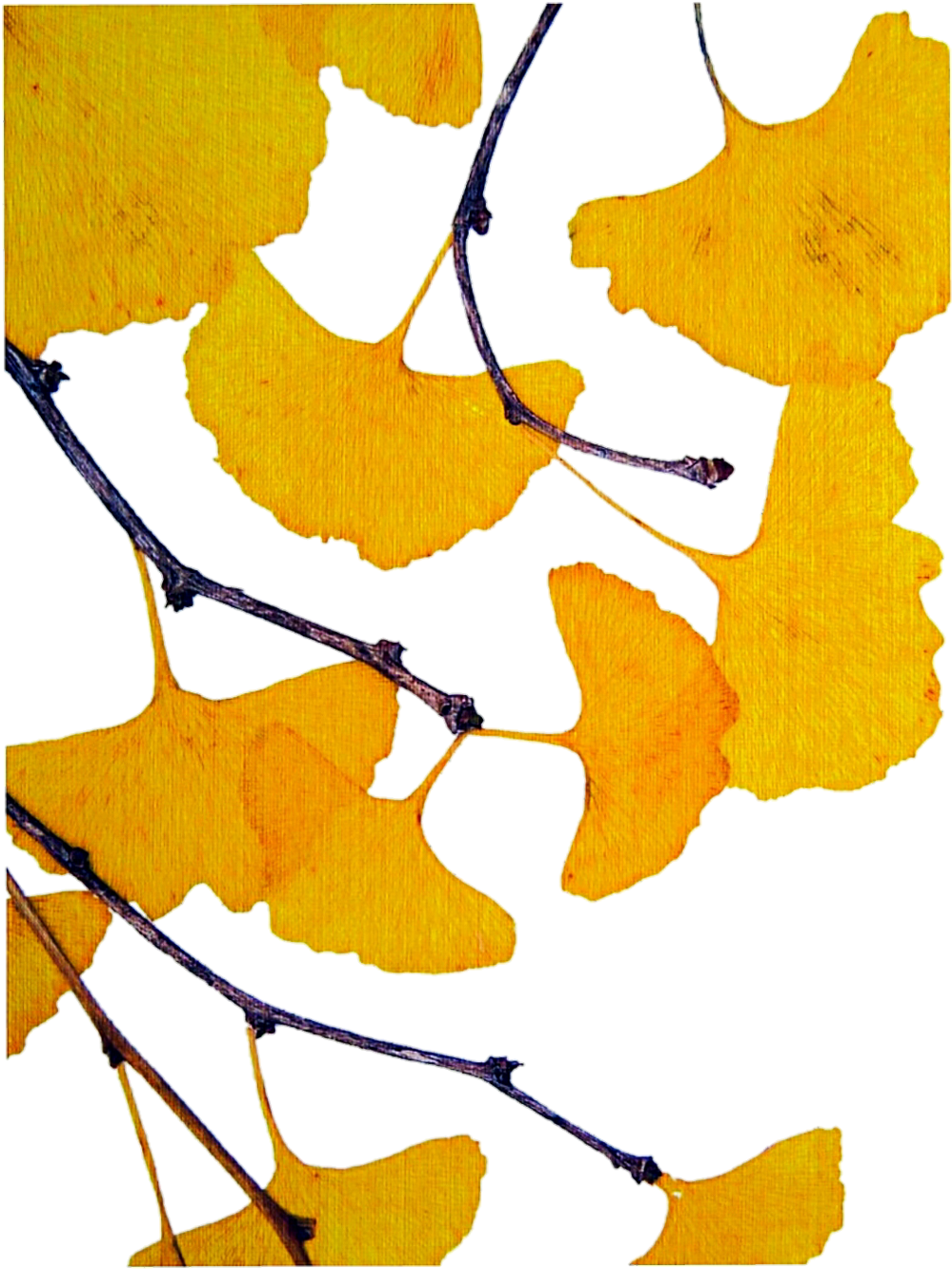 Ginkgo Biloba Tree Drawing Clip Art - Ginkgo Biloba Tree Drawing Clip Art (1024x1359)