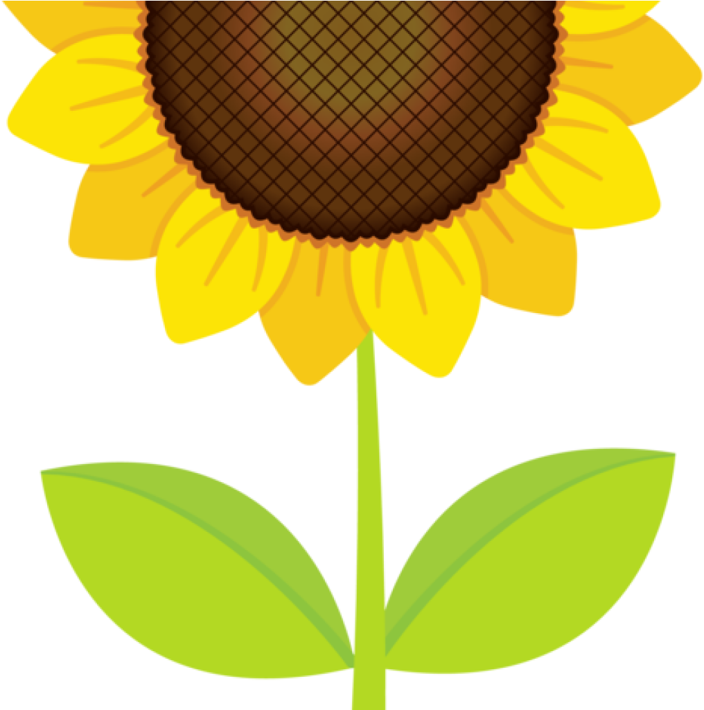 Sunflower Clipart Clipart Pinterest History Clipart - Clip Art (1024x1024)
