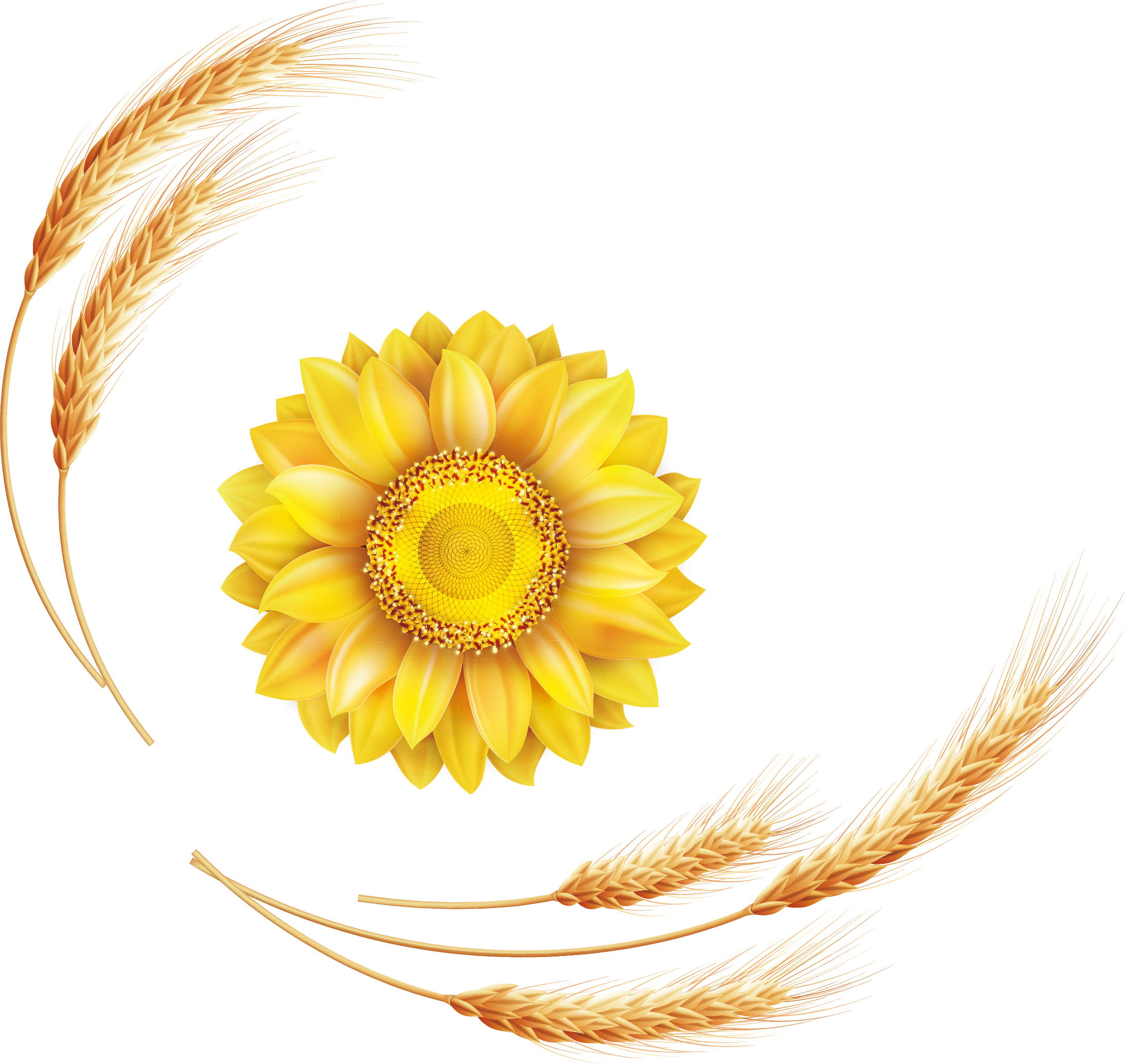 Common Sunflower Euclidean Vector - Common Sunflower Euclidean Vector (2188x2069)