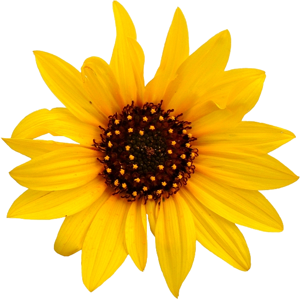 Sunflower Transparent Png - Sunflower Jpg White Background (599x614)