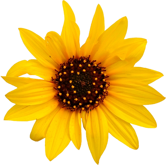 Sunflower Transparent Png Sunflower Jpg White Background (599x614