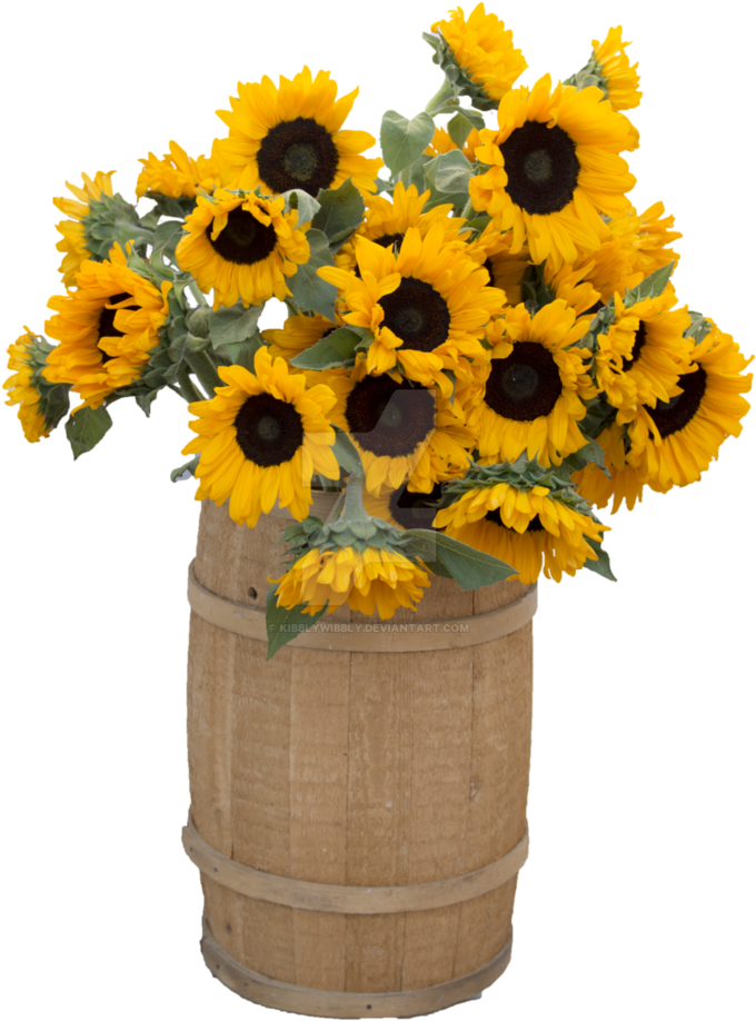 Sunflower Png Clipart Picture Sunflowers - Portable Network Graphics (800x999)