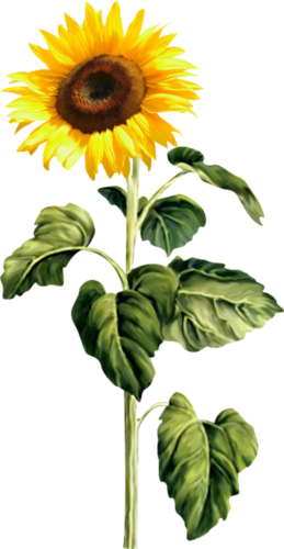 24 - Sunflower Stem Png (259x500)