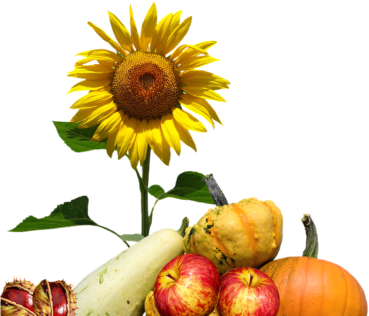 Country Sunflower Cliparts 14, - Cafepress ! Samsung Galaxy S8 Case (960x719)