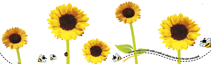 Sunflower Flower Free Png Transparent Images Free Download - Sunflower (810x247)