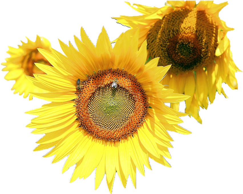 Sunflower Flower Free Png Transparent Images Free Download - Sunflower And Bee Transparent (960x677)