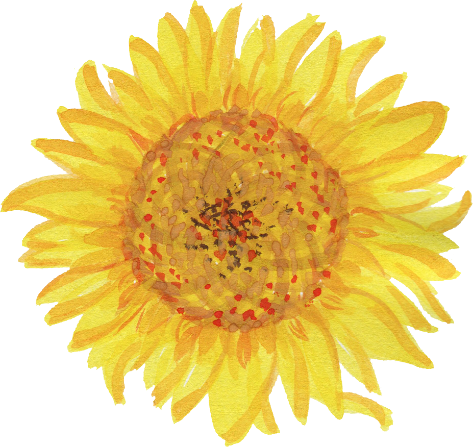 Free Download - Yellow Flower White Background (927x876)