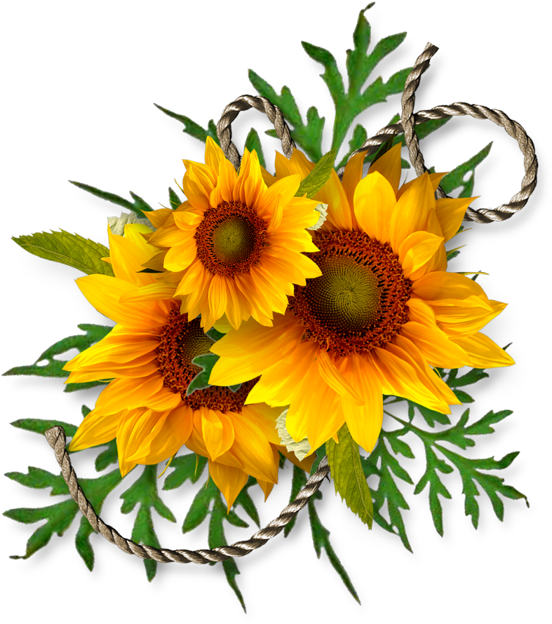 Sunflower Corner Border Clipart Download - Common Sunflower (800x907)