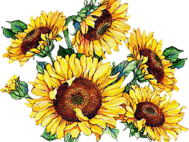 Vintage Sunflower Cliparts - Have A Nice Weekend (640x480)