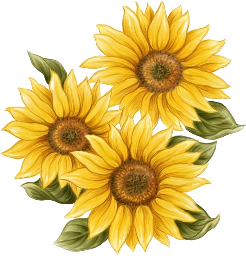 0 12f74e 6e8f21b Orig - Sunflower Drawing (912x1024)