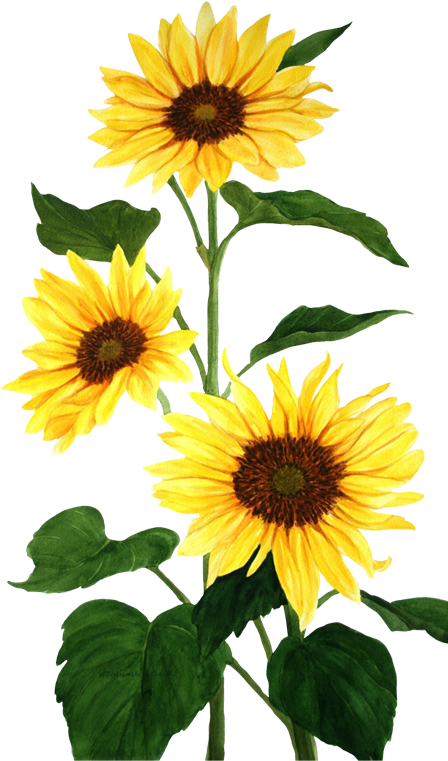 Common Sunflower Watercolor Painting - Common Sunflower Watercolor Painting (447x900)