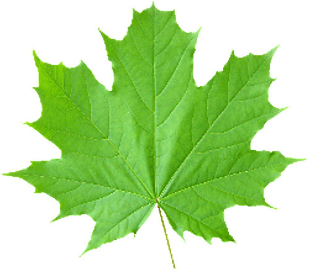 Look At Leaves Maple Leaf Clip Art - Look At Leaves Maple Leaf Clip Art (1024x1024)