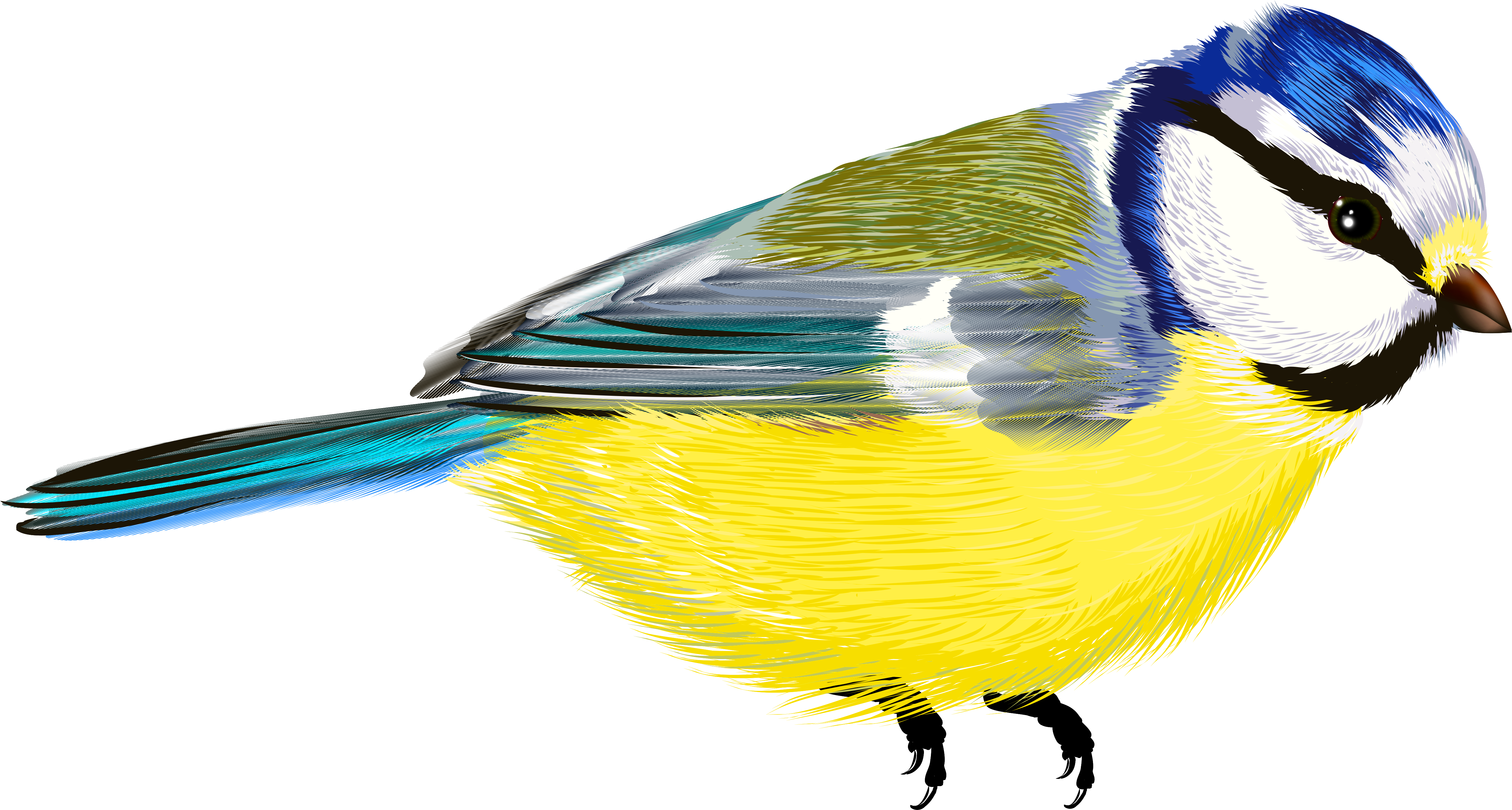 Bird Transparent Png Clipart Png M 1434276635 - Passaro Em Galho Desenho (5104x2780)