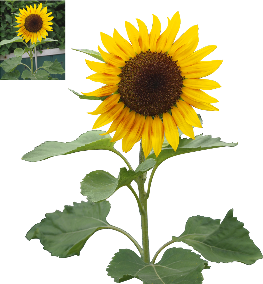 Sunflower Png Precut By Nexu4 Sunflower Png Precut - Sunflower Png Deviant (1024x1122)