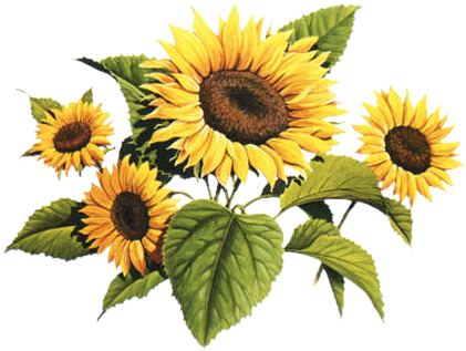 Http - //data0 - Eklablog - Com/liledekahlan/mod Article1481827 - Vintage Sunflower Drawing (427x329)