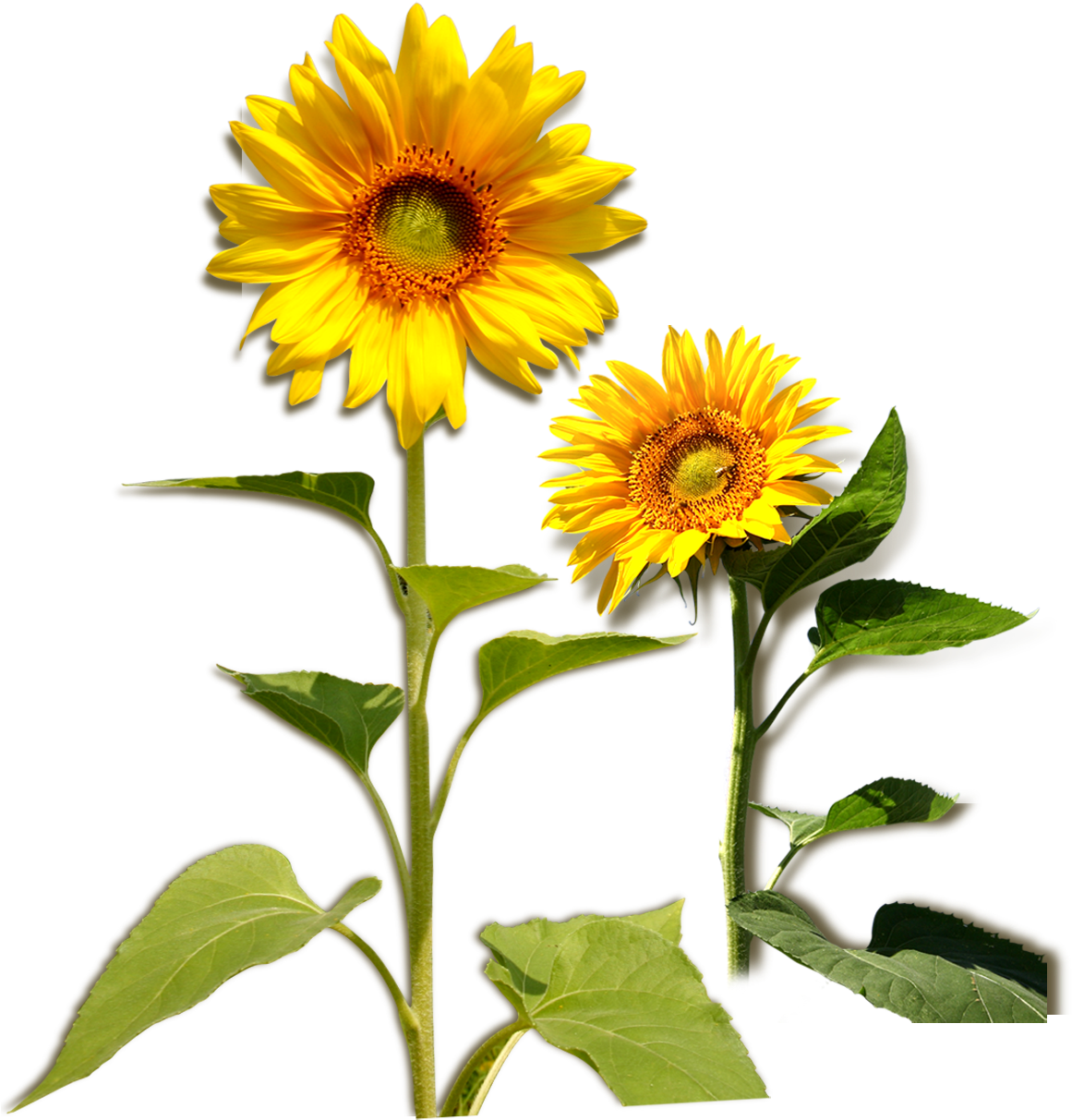 Common Sunflower Plant Download - Common Sunflower Plant Download (1394x1467)