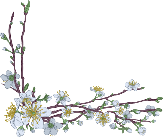 Peach Cherry Blossom Flowers Corner Design With Cherry - Graphics (550x462)