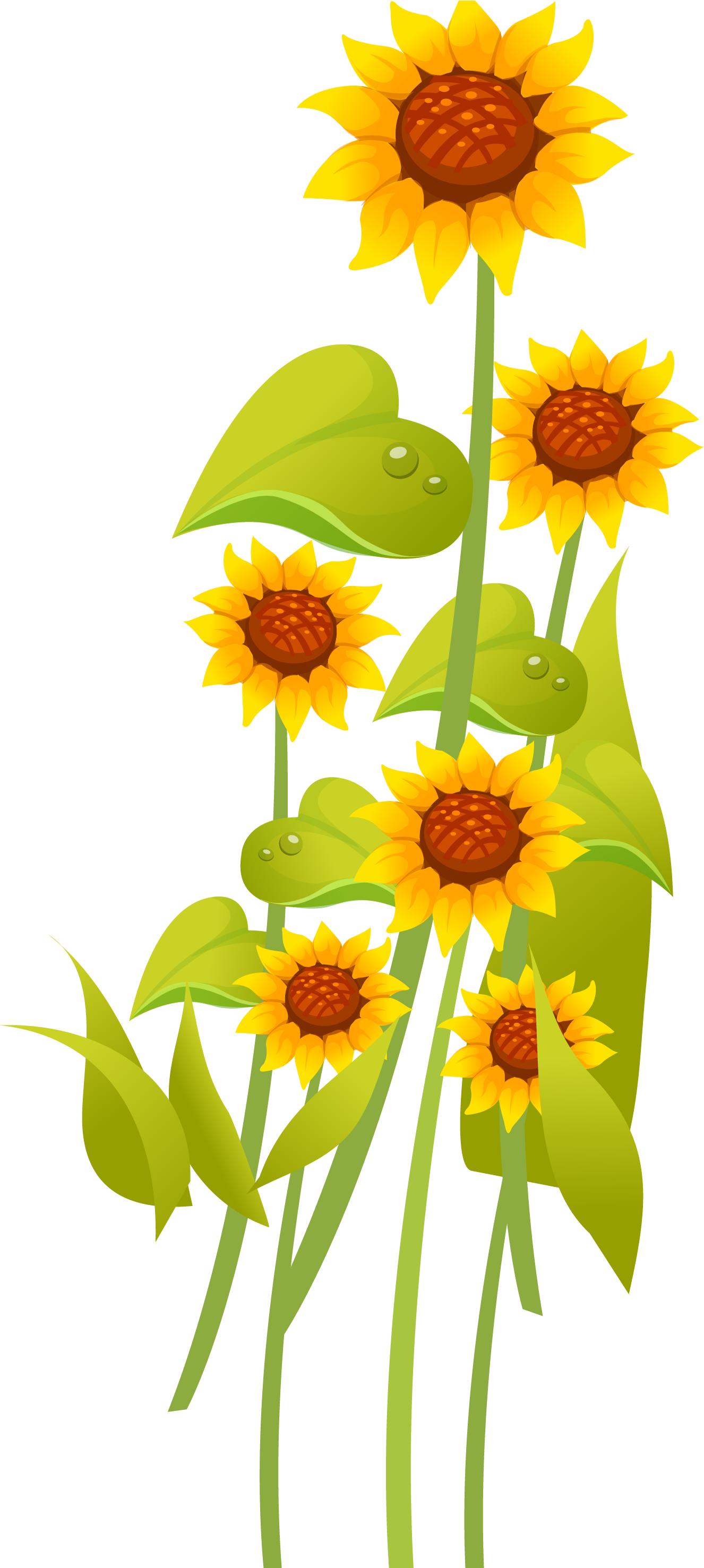 Common Sunflower Cartoon Drawing - Common Sunflower (2953x2953)