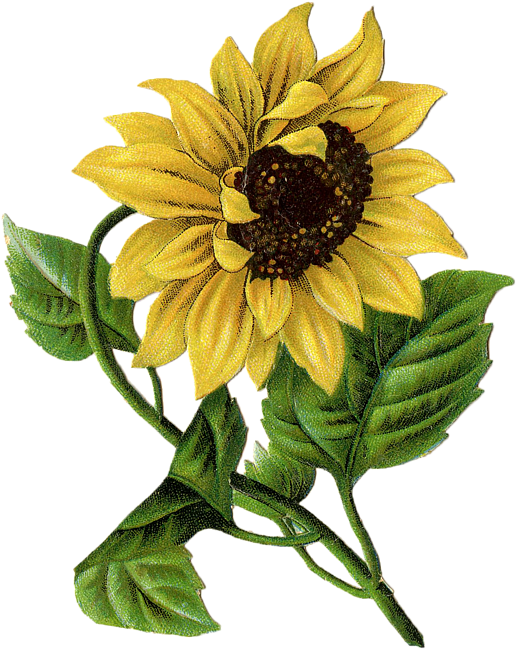 Vintage Sunflower Drawing Throw Pillow For Sale By - Vintage Sunflower Transparent (578x700)
