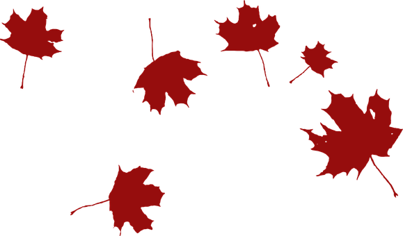 Maple Falling Wind Red Leaves Nature Autum - Grape Leaf Clip Art (579x340)