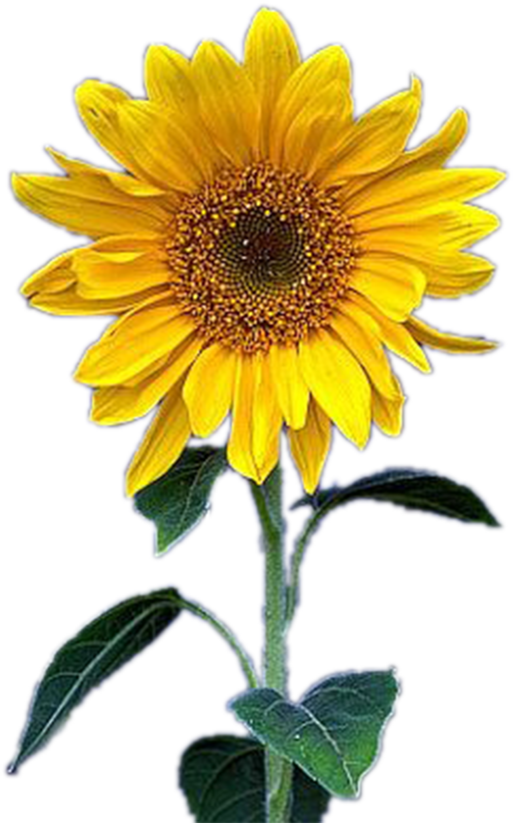 Common Sunflower Yellow - Common Sunflower Yellow (1055x1667)
